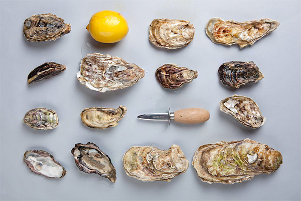 UMI Oysters: обновленная коллекция устриц!