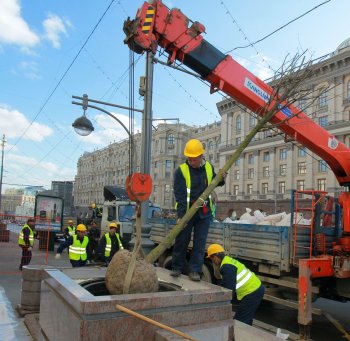 Это деревья должны быть многолетними, а мэр — однолетним