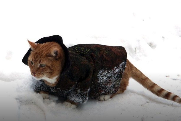 Кот в пальто: коту из Выборгского замка подарили зимнюю одежку