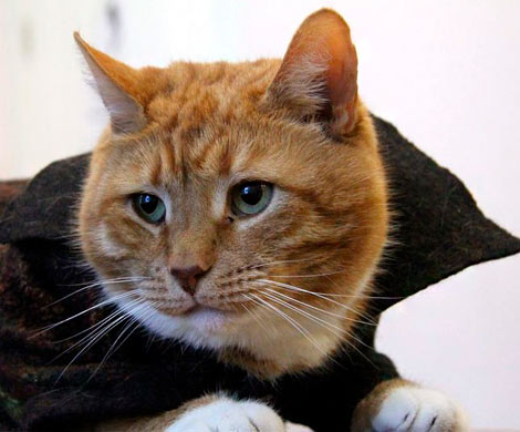 Кот в пальто: коту из Выборгского замка подарили зимнюю одежку