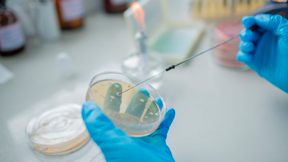 Международная группа исследователей создала вакцину от супербактерии