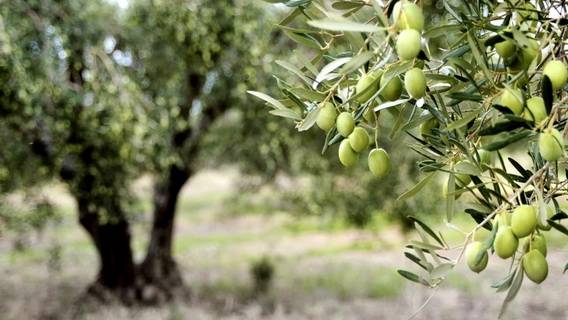 На фоне роста цен на оливковое масло воры с бензопилами нападают на вековые деревья Средиземноморья