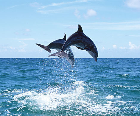 Радиация от Фукусимы начала массово убивать дельфинов