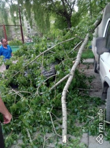 В городской роще Рязани дерево рухнуло на машину с детьми