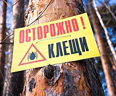 В клещах энцефалита