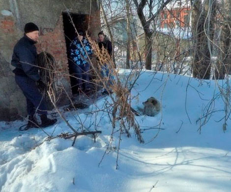 В Новокузнецке спасатели не дали бродячему псу погибнуть в подвале