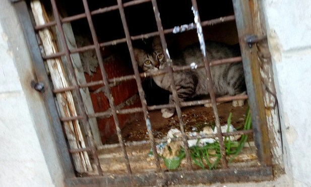В Нововятске коммунальщики заживо замуровали котят в подвале дома