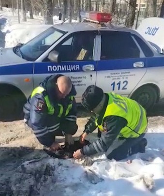 В Подмосковье автоинспекторы спасли от смерти искусанного пса