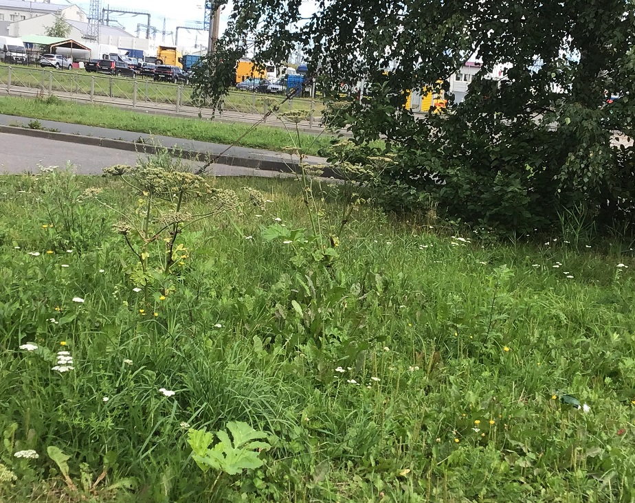 В Смольном не ведут борьбу с «захватывающим» Петербург борщевиком