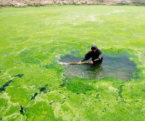 Водоросли несут опасность для людей