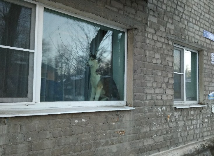 Жители Воронежа растрогались одиноким хаски, ожидающим прихода весны